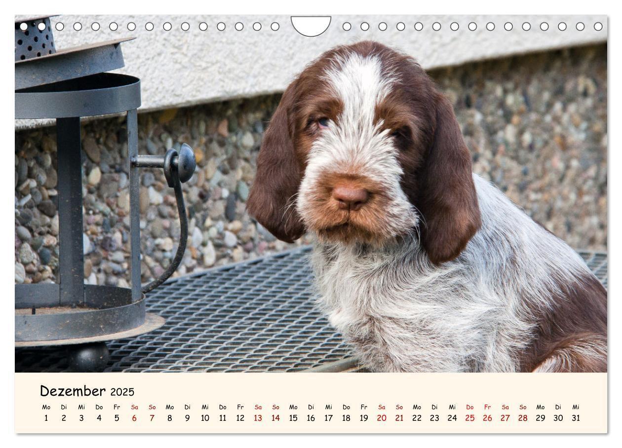 Bild: 9783435054275 | Spinone Italiano Welpen - Kleine Clowns (Wandkalender 2025 DIN A4...