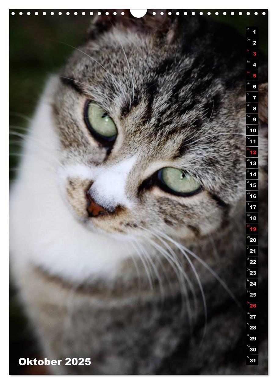 Bild: 9783457086865 | Istanbuls Katzen (Wandkalender 2025 DIN A3 hoch), CALVENDO...