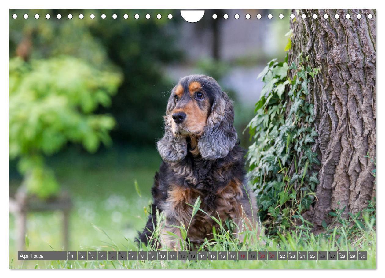 Bild: 9783435447930 | English Cocker Spaniels - Ein Spaziergang im Park (Wandkalender...