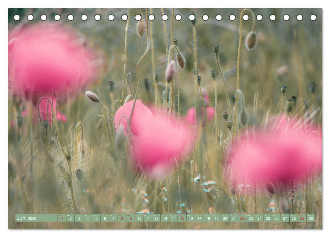 Bild: 9783435286867 | Mohnblumen - Fotografie mit Magie (Tischkalender 2025 DIN A5 quer),...