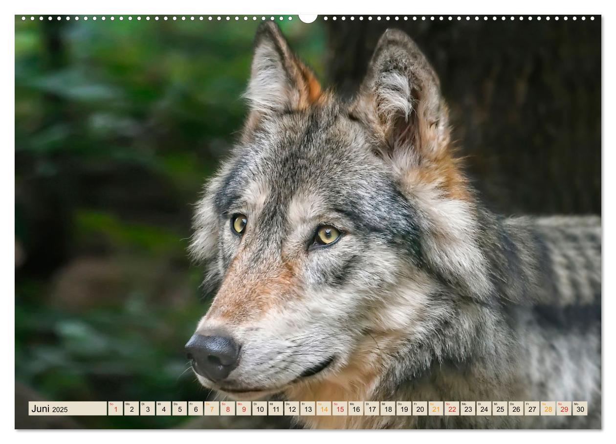 Bild: 9783435334643 | Wolf - Imposanter Jäger (Wandkalender 2025 DIN A2 quer), CALVENDO...