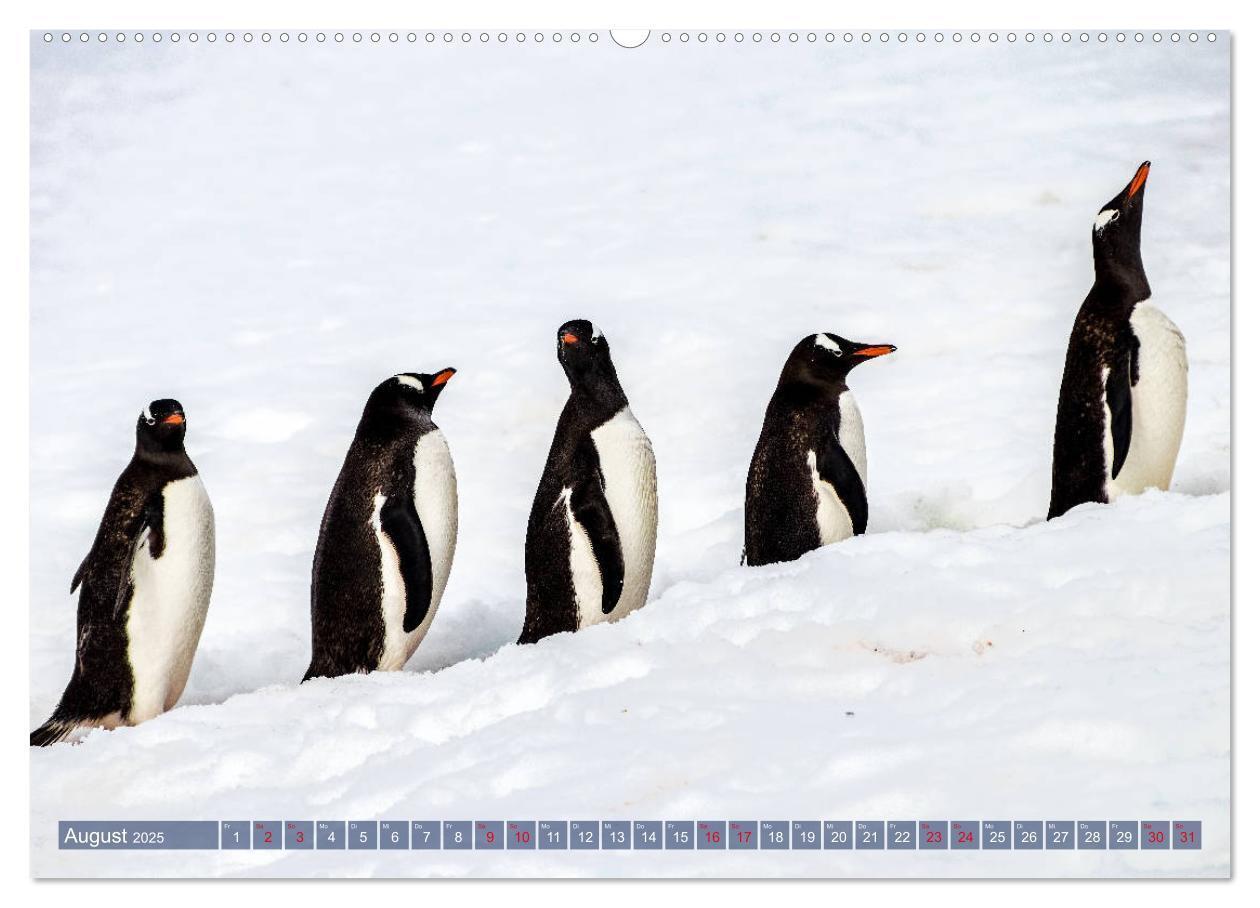 Bild: 9783435257225 | Antarktis Gletscher, Robben, Pinguine (Wandkalender 2025 DIN A2...