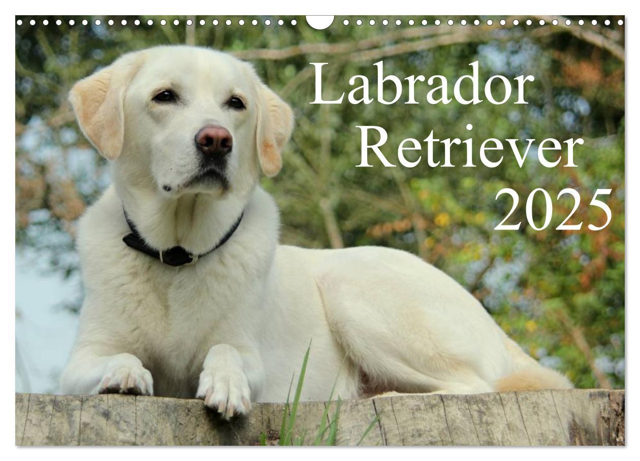 Cover: 9783435756575 | Labrador Retriever 2025 (Wandkalender 2025 DIN A3 quer), CALVENDO...