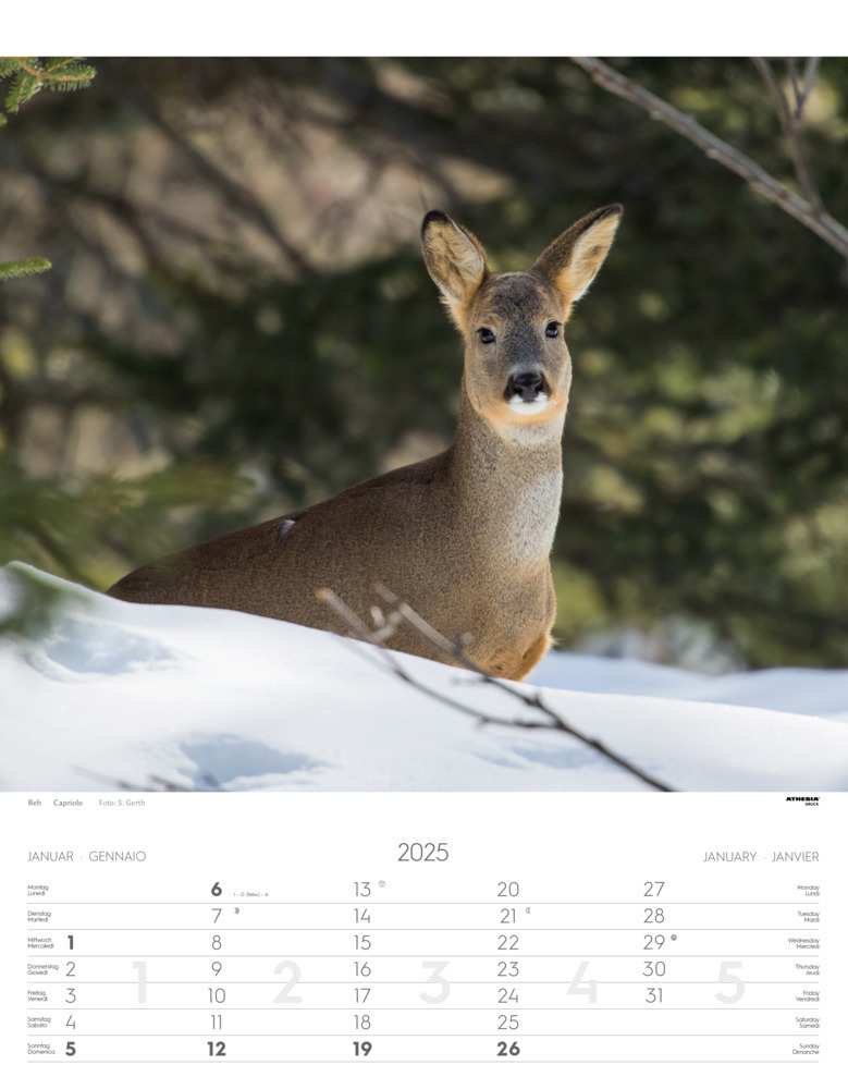 Bild: 9788868397449 | Tiere der Alpen - Kalender 2025 | Animali delle Alpi - Alpine animals