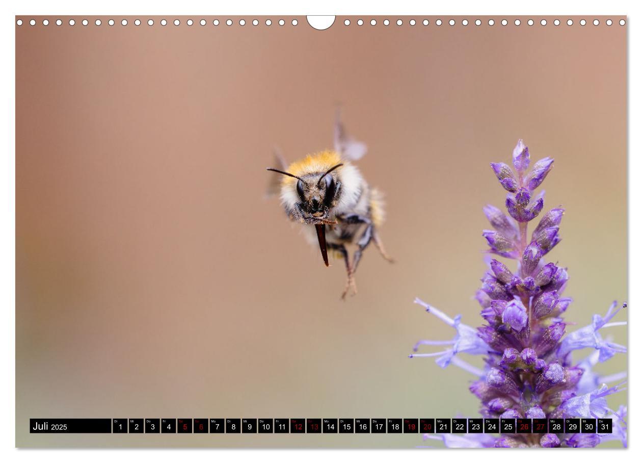 Bild: 9783383846076 | Hummeln - Flugaufnahmen eines faszinierenden Insekts (Wandkalender...