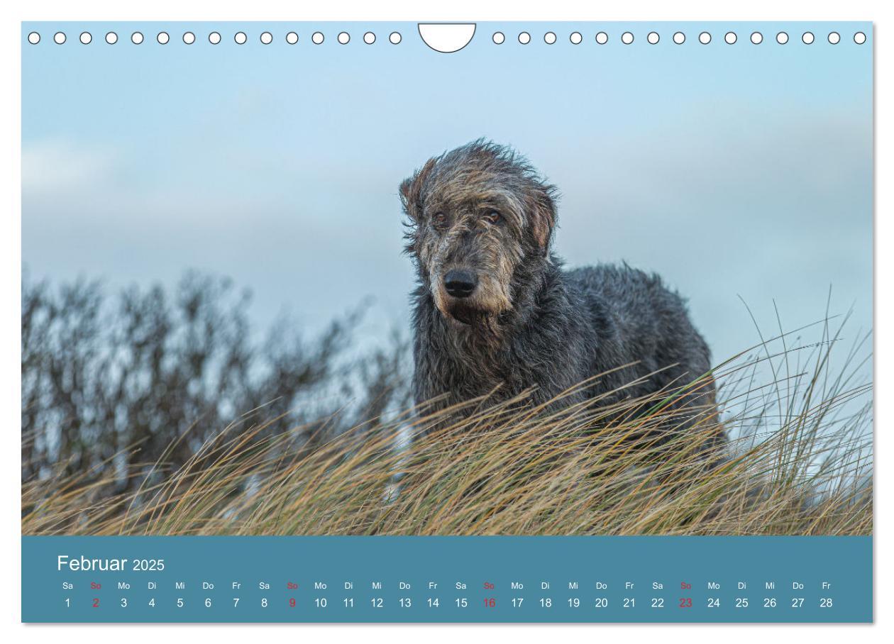 Bild: 9783435425501 | Irische Wolfshunde (Wandkalender 2025 DIN A4 quer), CALVENDO...