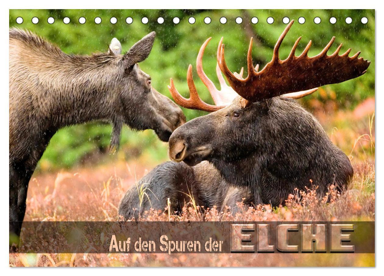 Cover: 9783383943720 | Auf den Spuren der Elche (Tischkalender 2025 DIN A5 quer), CALVENDO...