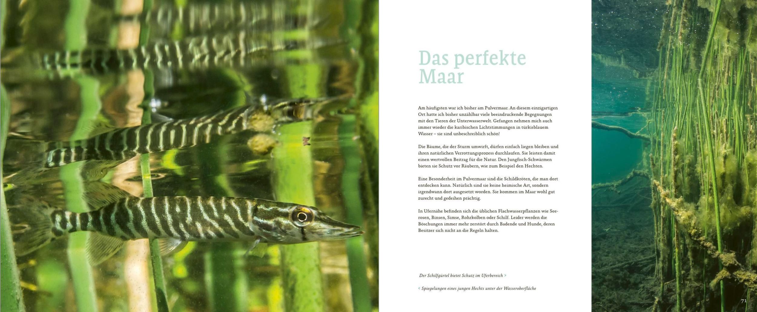 Bild: 9783946328766 | Maare, Quellen, Wasserfälle | Claudia Weber-Gebert | Buch | 176 S.