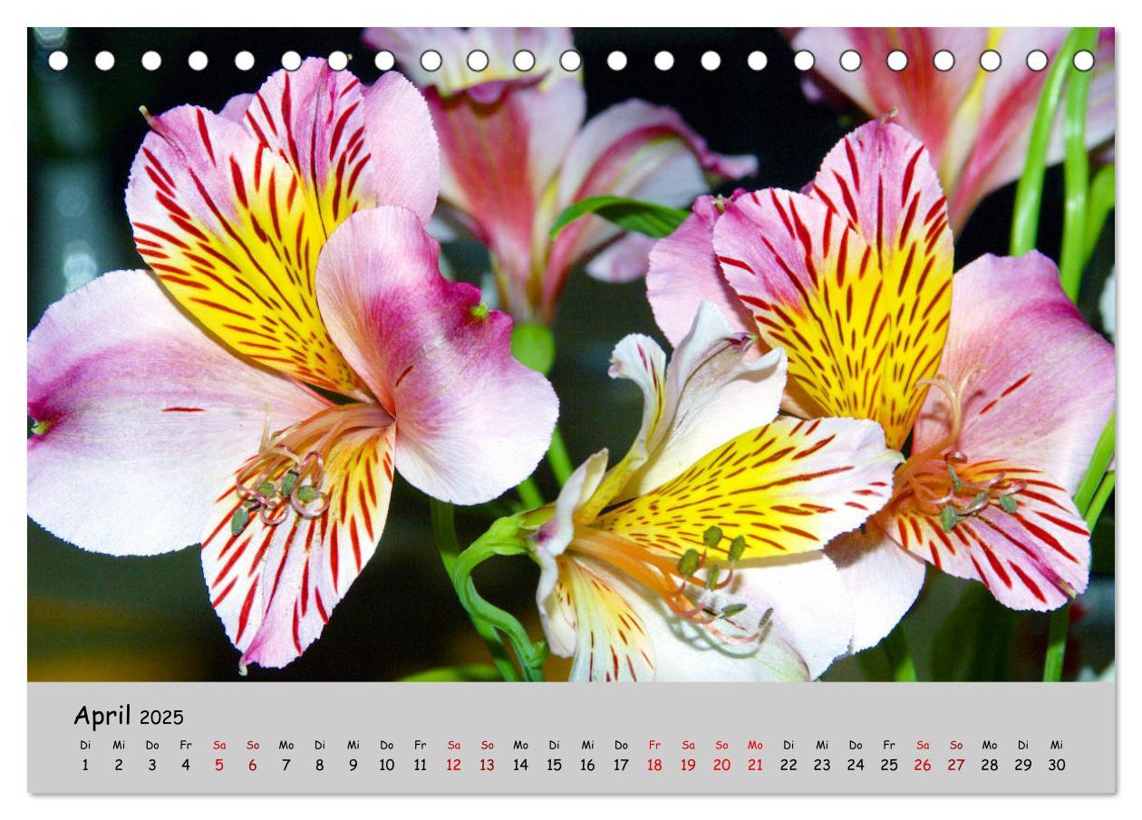 Bild: 9783435227211 | Blumen überall, zur Freude Menschen (Tischkalender 2025 DIN A5...