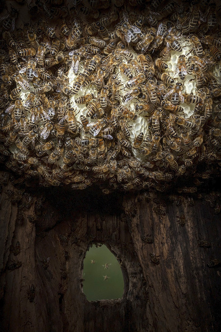 Bild: 9783957283627 | Honigbienen - geheimnisvolle Waldbewohner | Ingo Arndt (u. a.) | Buch