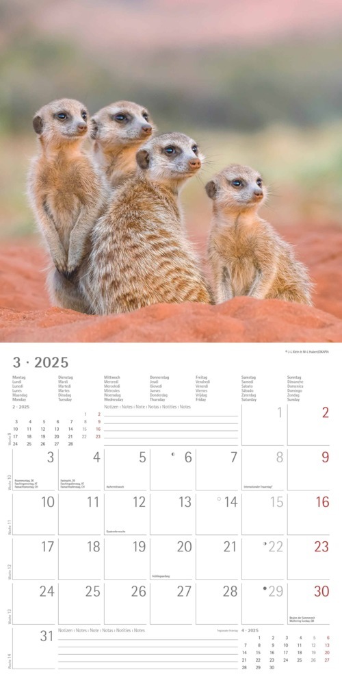 Bild: 4251732340742 | Alpha Edition - Erdmännchen 2025 Broschürenkalender, 30x30cm,...