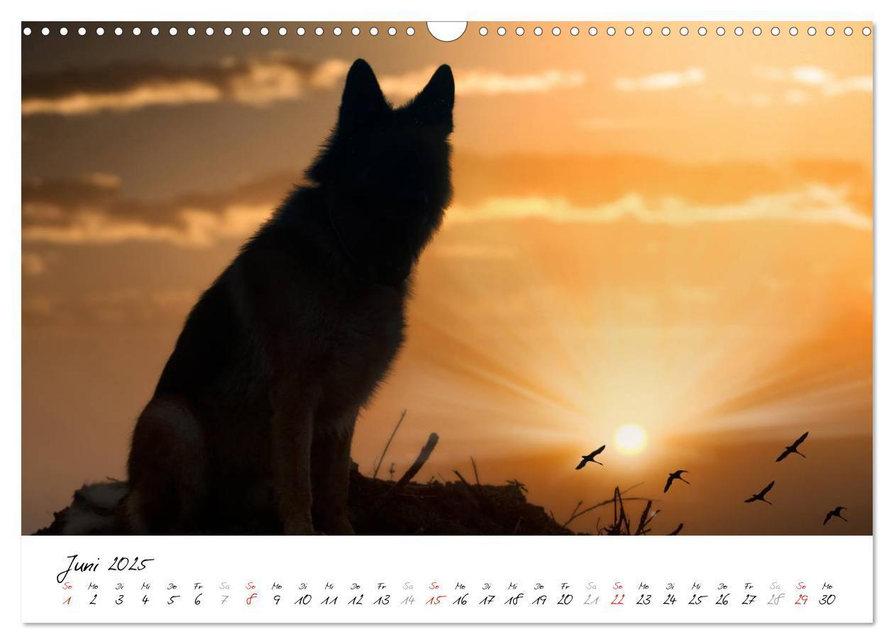 Bild: 9783435495511 | Schäferhunde Seelenhunde (Wandkalender 2025 DIN A3 quer), CALVENDO...