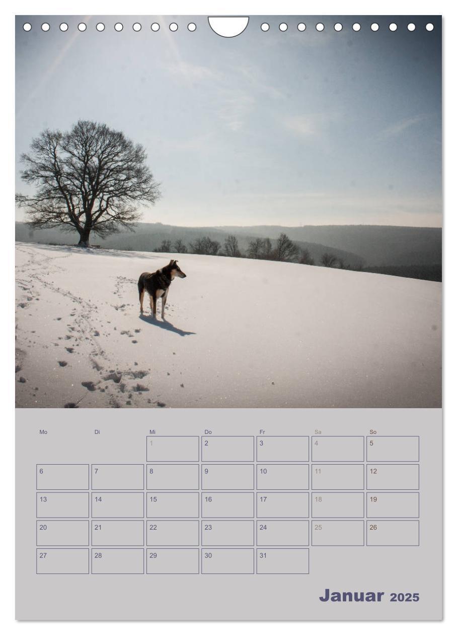 Bild: 9783457052280 | Kurzhaarcollies (Wandkalender 2025 DIN A4 hoch), CALVENDO...