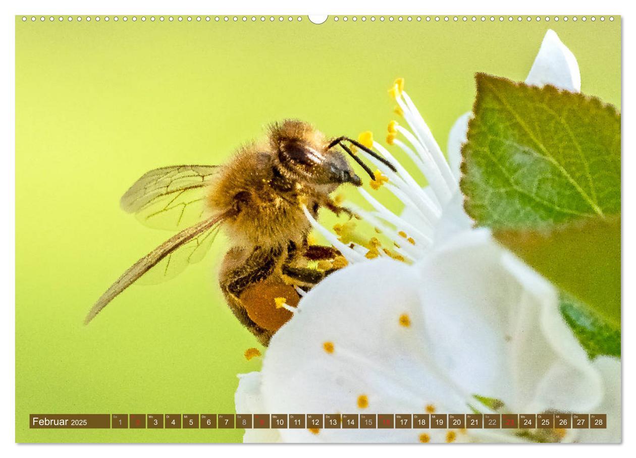 Bild: 9783435241569 | BIENEN - Kleine Nützlinge ganz groß (Wandkalender 2025 DIN A2...