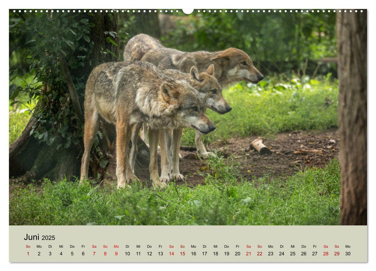 Bild: 9783435346219 | Wolfsrudel (Wandkalender 2025 DIN A2 quer), CALVENDO Monatskalender