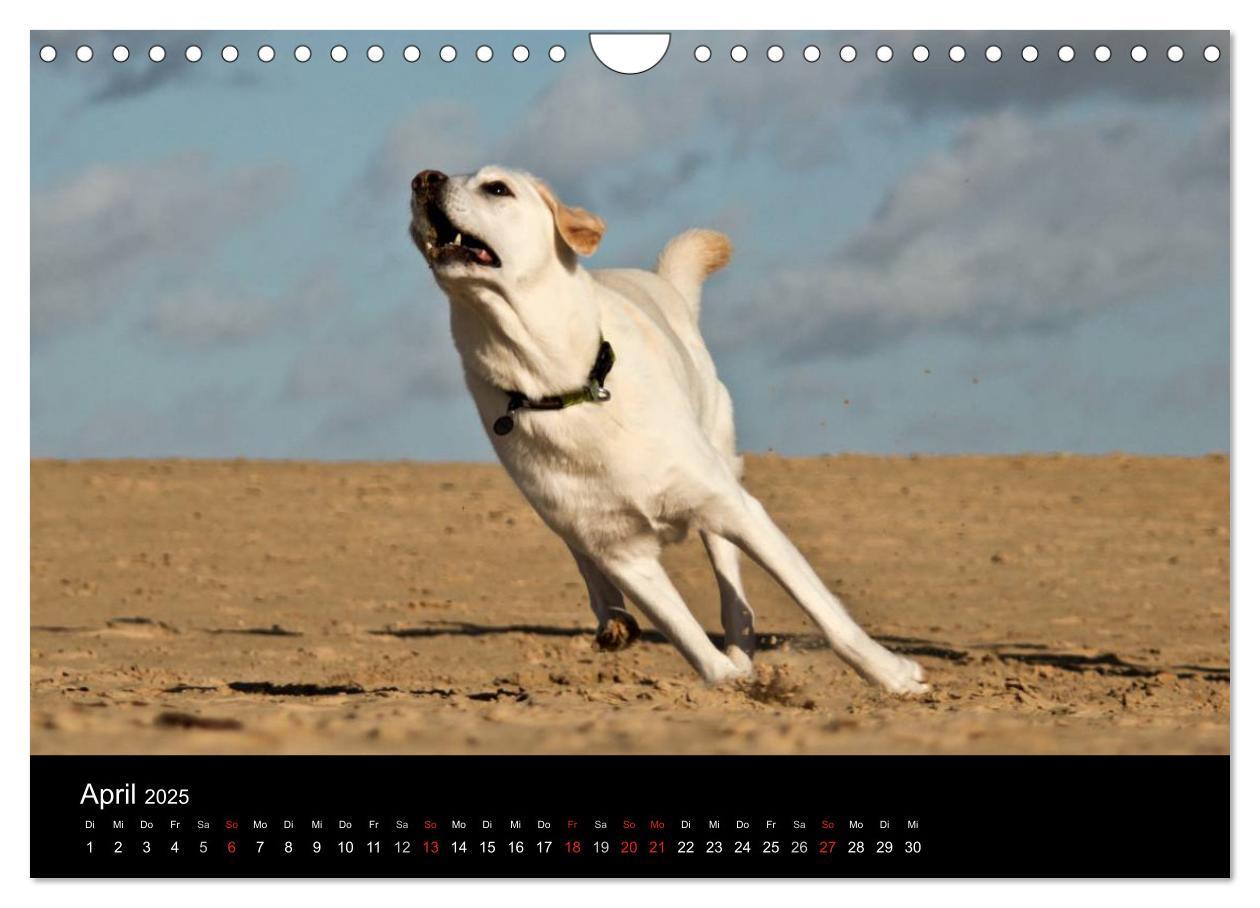 Bild: 9783435757114 | Labrador Retriever 2025 (Wandkalender 2025 DIN A4 quer), CALVENDO...