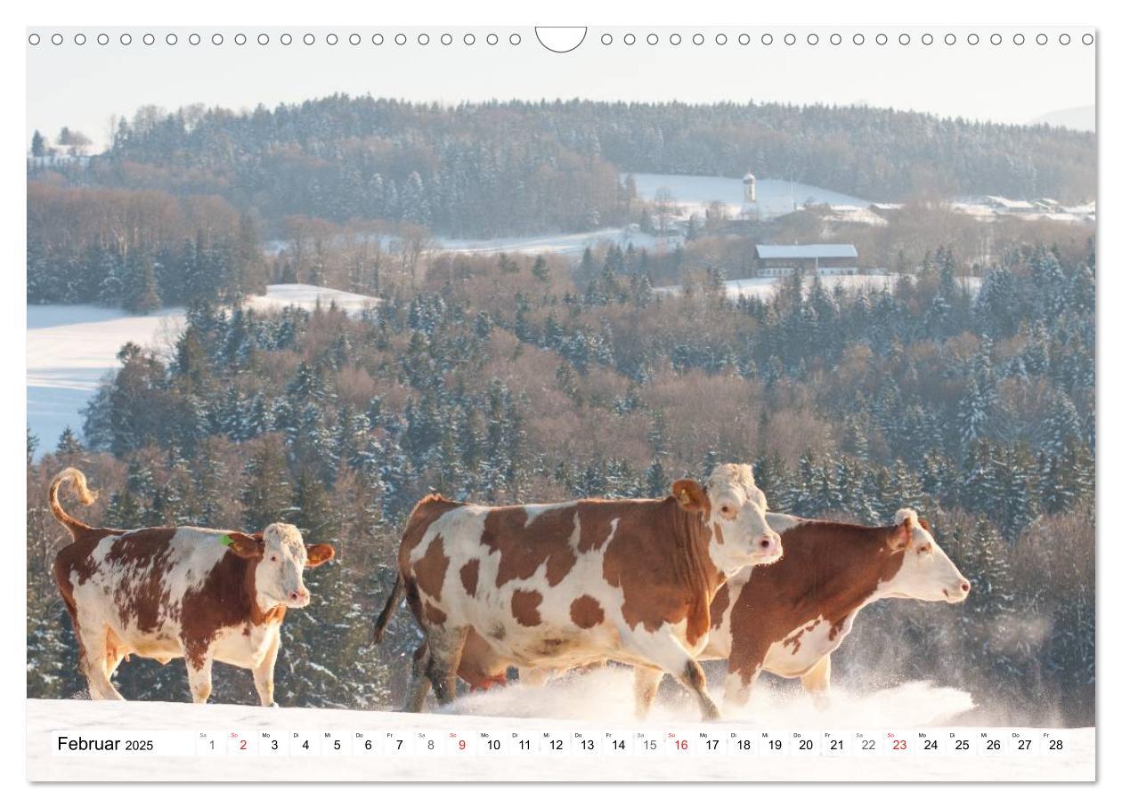 Bild: 9783435733392 | Alpenfleckvieh (Wandkalender 2025 DIN A3 quer), CALVENDO...