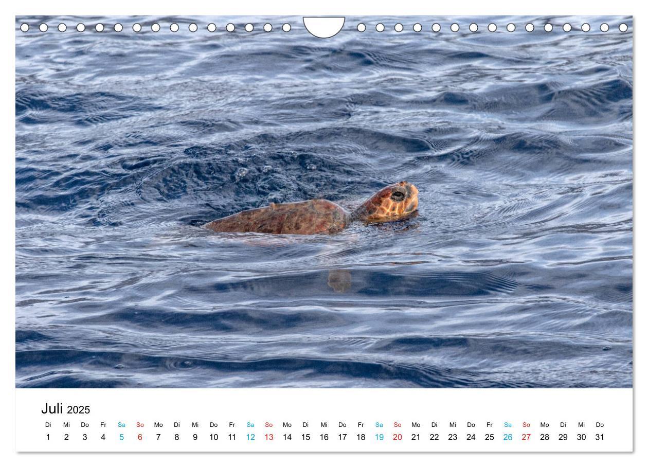 Bild: 9783435174287 | La Palma - La Isla Bonita, die Schönste der Kanaren (Wandkalender...