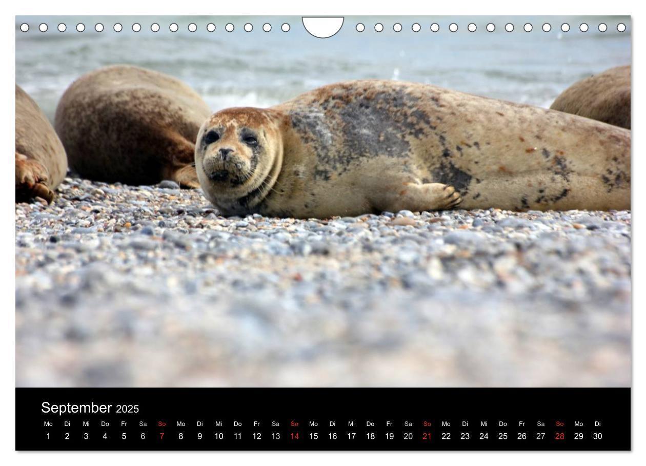 Bild: 9783435685295 | Faszinierendes Helgoland (Wandkalender 2025 DIN A4 quer), CALVENDO...