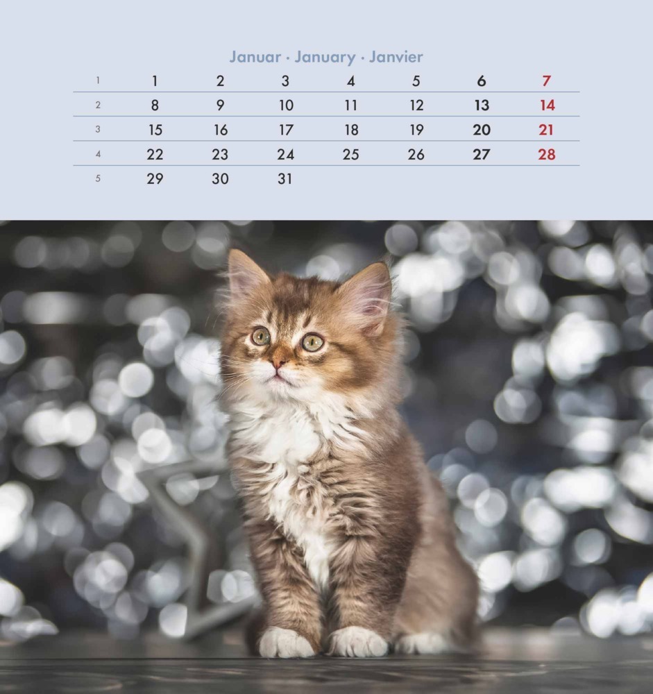 Bild: 4251732342296 | Alpha Edition - Schmusekatzen 2025 Postkartenkalender, 16x17cm,...