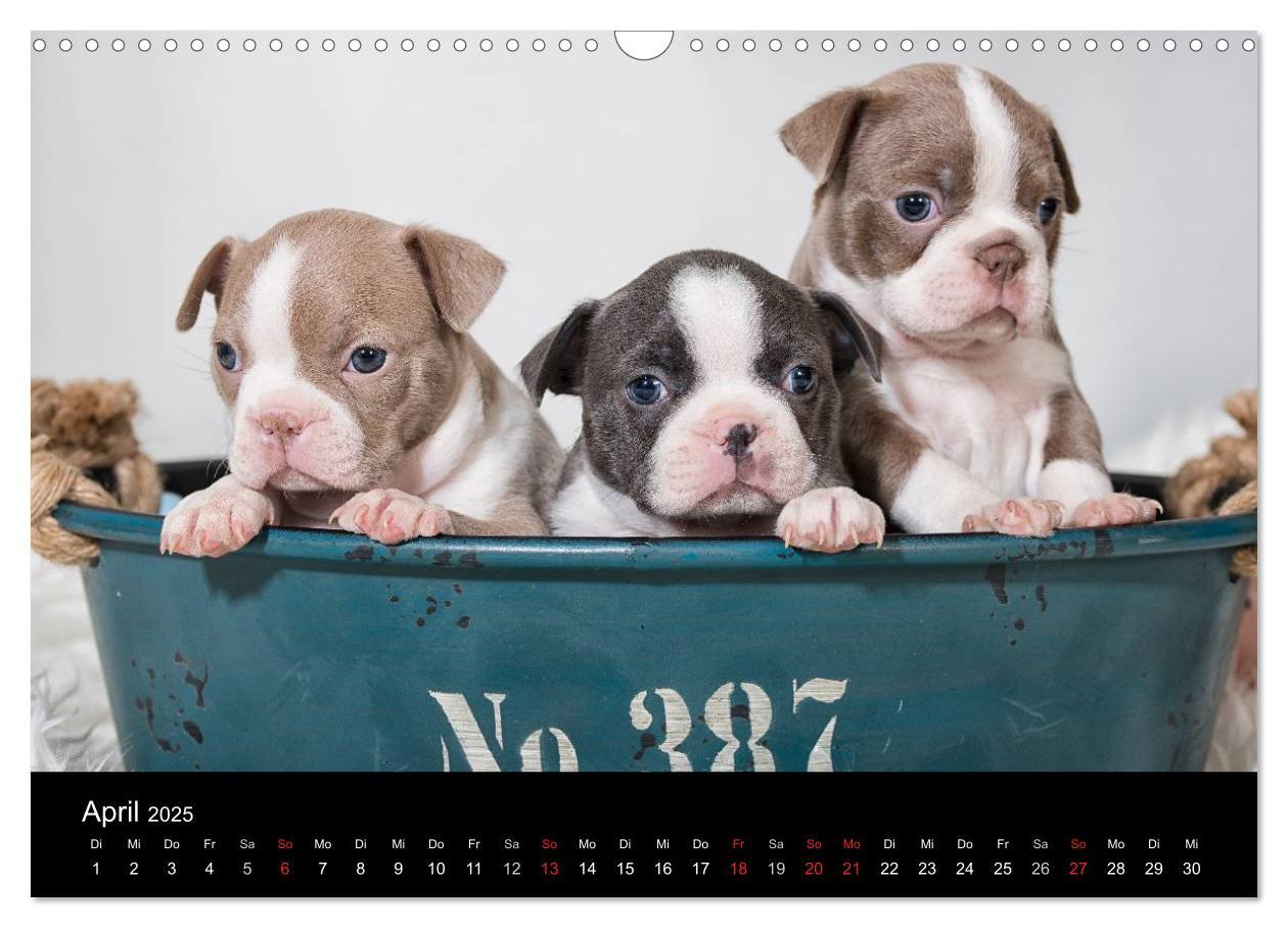 Bild: 9783435613892 | Colored Boston Terrier 2025 (Wandkalender 2025 DIN A3 quer),...