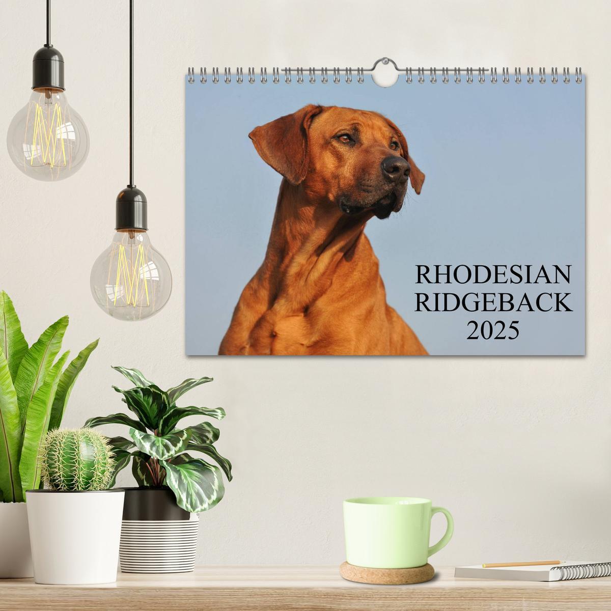 Bild: 9783435760107 | Rhodesian Ridgeback 2025 (Wandkalender 2025 DIN A4 quer), CALVENDO...