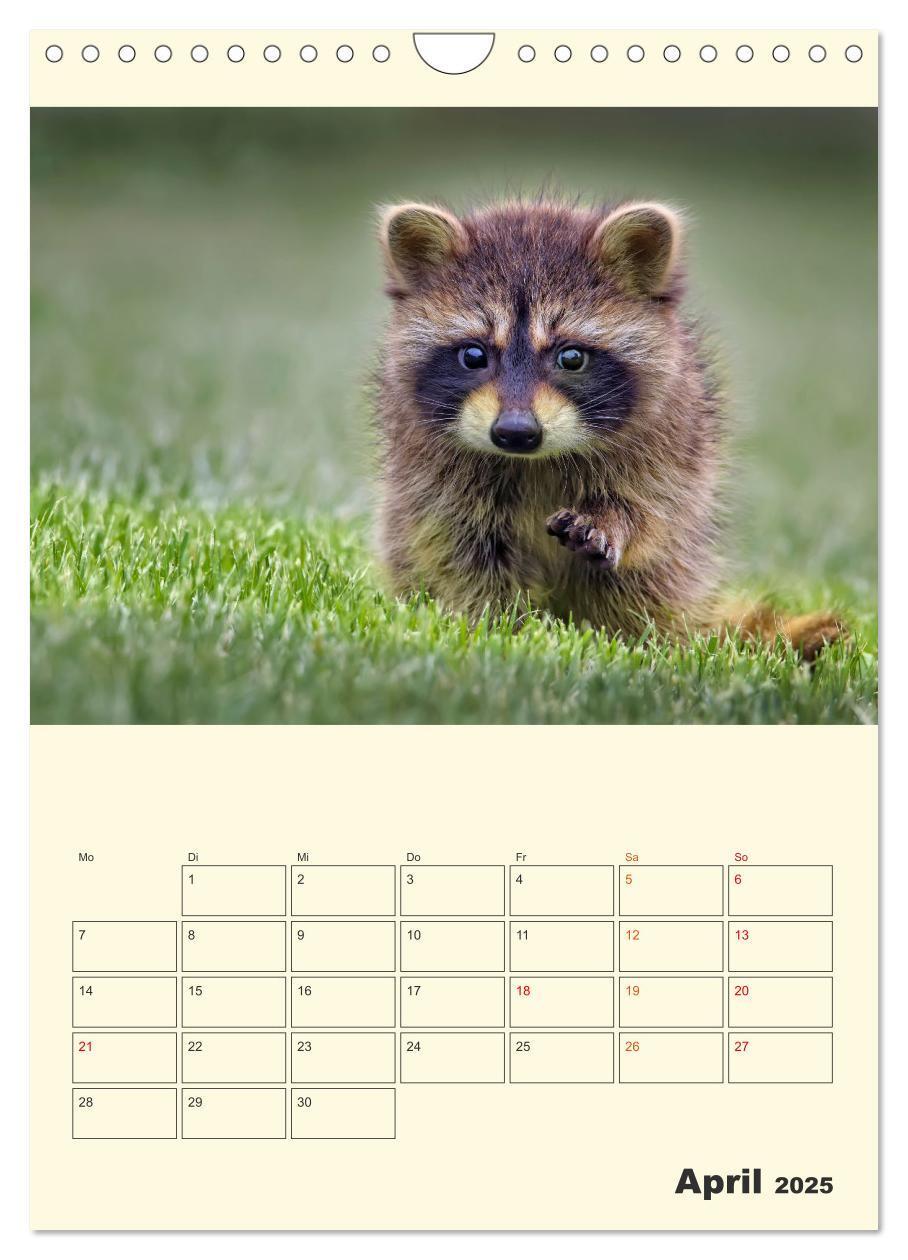 Bild: 9783435903825 | Drolliger Waschbär (Wandkalender 2025 DIN A4 hoch), CALVENDO...