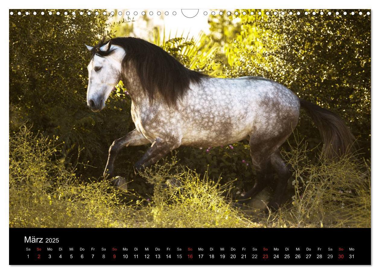 Bild: 9783435637904 | Spaniens stolze Pferde (Wandkalender 2025 DIN A3 quer), CALVENDO...