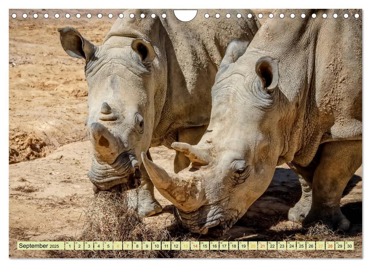 Bild: 9783435371204 | Bedrohte Tierart - Nashorn (Wandkalender 2025 DIN A4 quer),...