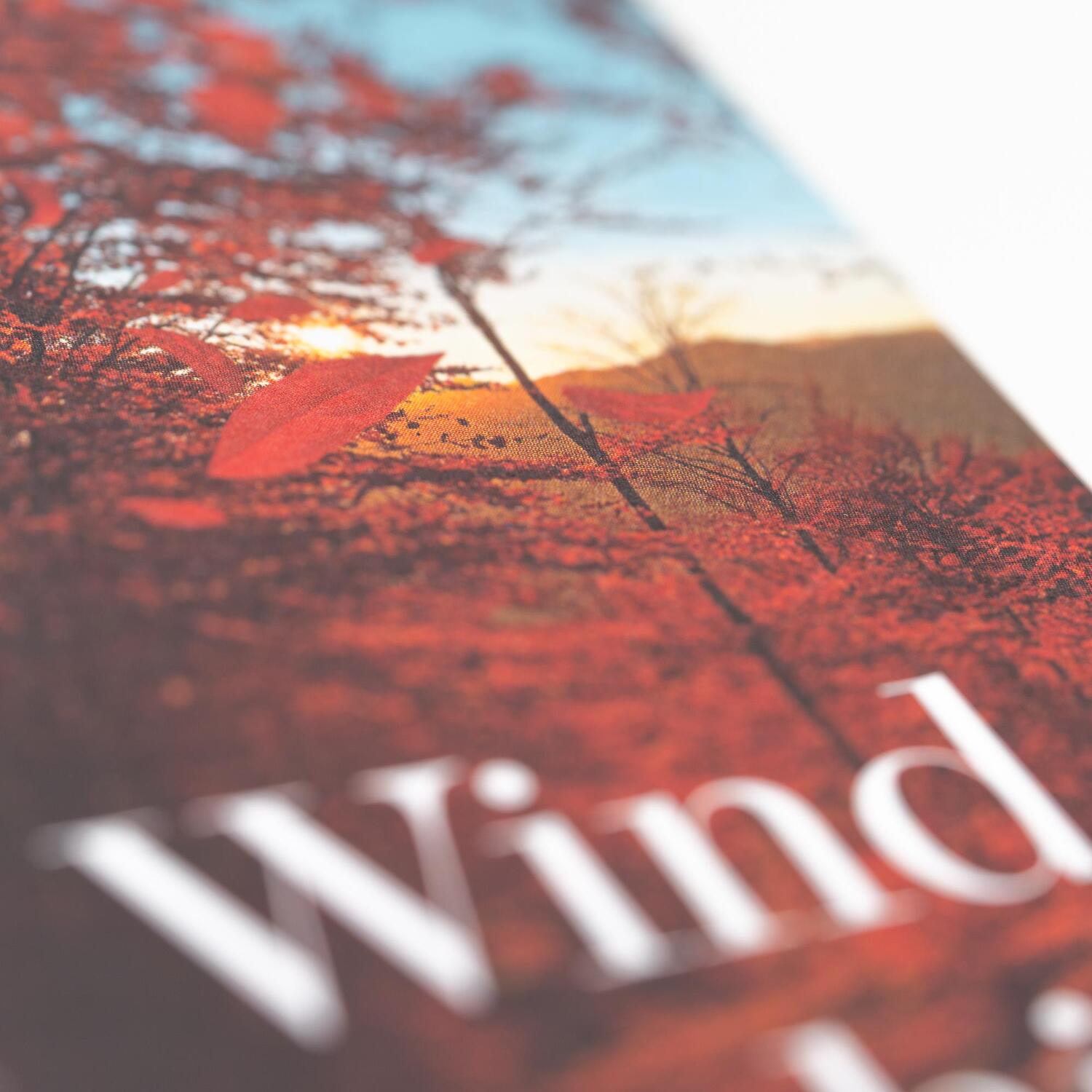 Bild: 9783312013647 | Der Wind weht, wohin er will | Susanna Tamaro | Buch | 288 S. | 2024