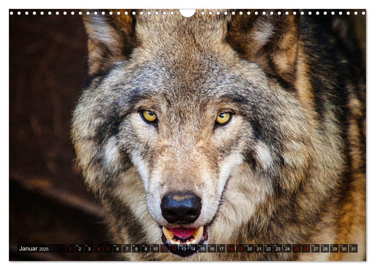 Bild: 9783435263714 | Begegnung mit dem Wolf (Wandkalender 2025 DIN A3 quer), CALVENDO...