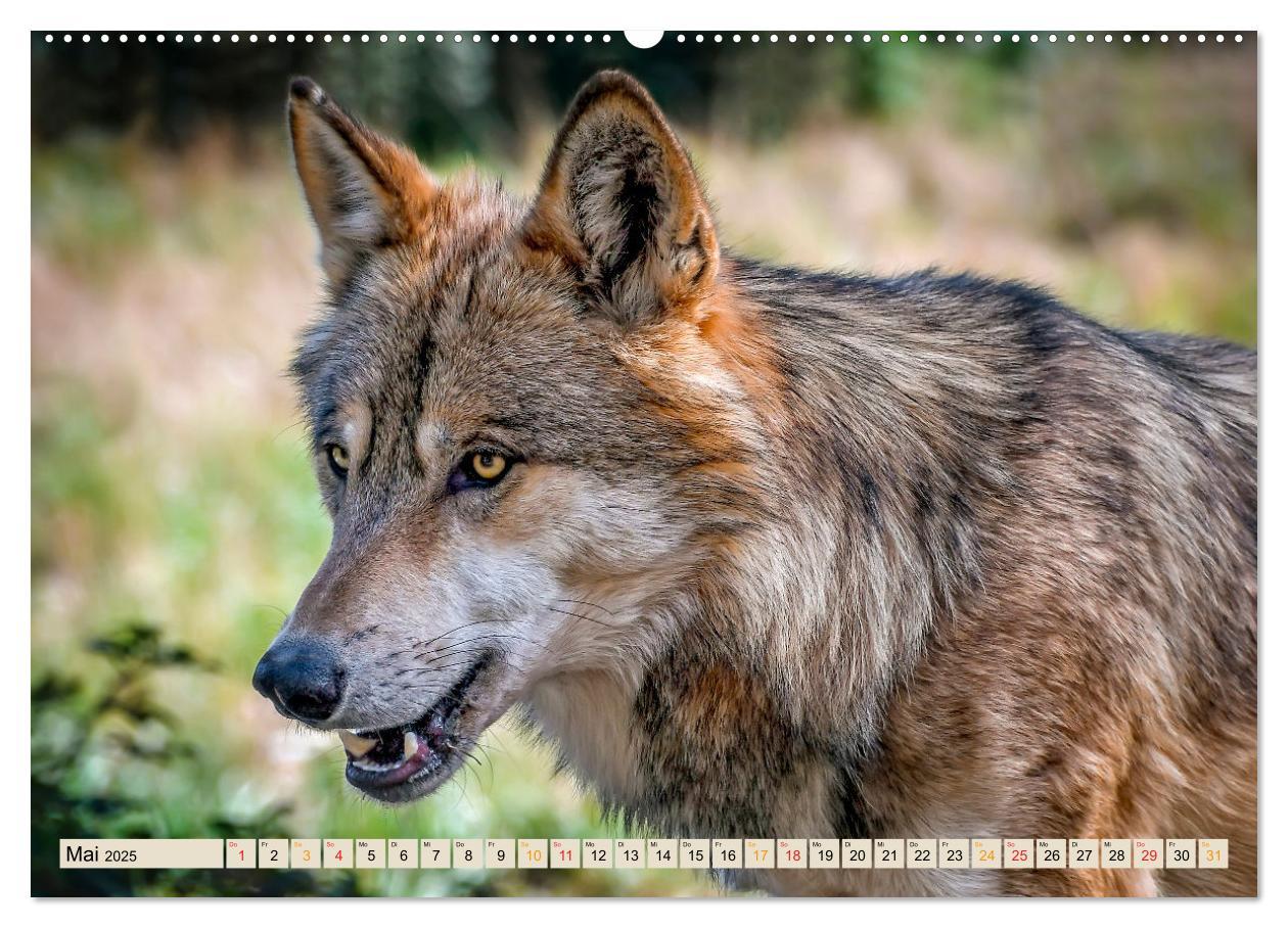 Bild: 9783435093670 | Unsere Wildtiere - scheu und schön (Wandkalender 2025 DIN A2 quer),...