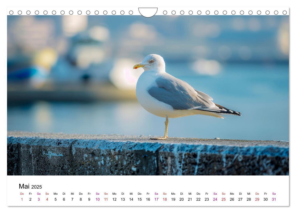 Bild: 9783457162446 | Maritim pur - Möwen (Wandkalender 2025 DIN A4 quer), CALVENDO...