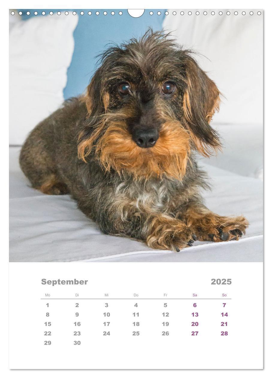 Bild: 9783435892433 | Dackel(augen)blicke (Wandkalender 2025 DIN A3 hoch), CALVENDO...