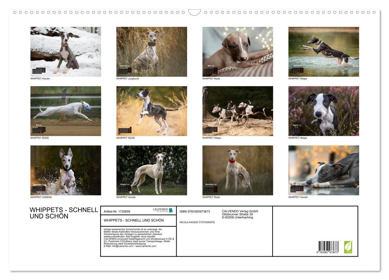 Bild: 9783383973673 | WHIPPETS - SCHNELL UND SCHÖN (Wandkalender 2025 DIN A2 quer),...