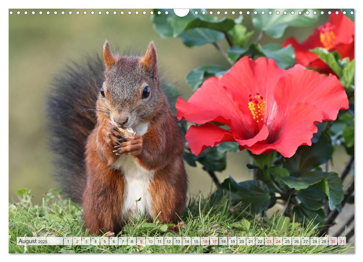 Bild: 9783435566723 | Besondere Augenblicke mit Eichhörnchen (Wandkalender 2025 DIN A3...