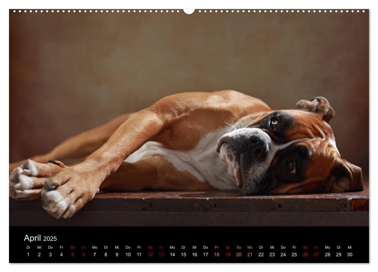 Bild: 9783435435876 | Liebenswerte Boxer (Wandkalender 2025 DIN A2 quer), CALVENDO...