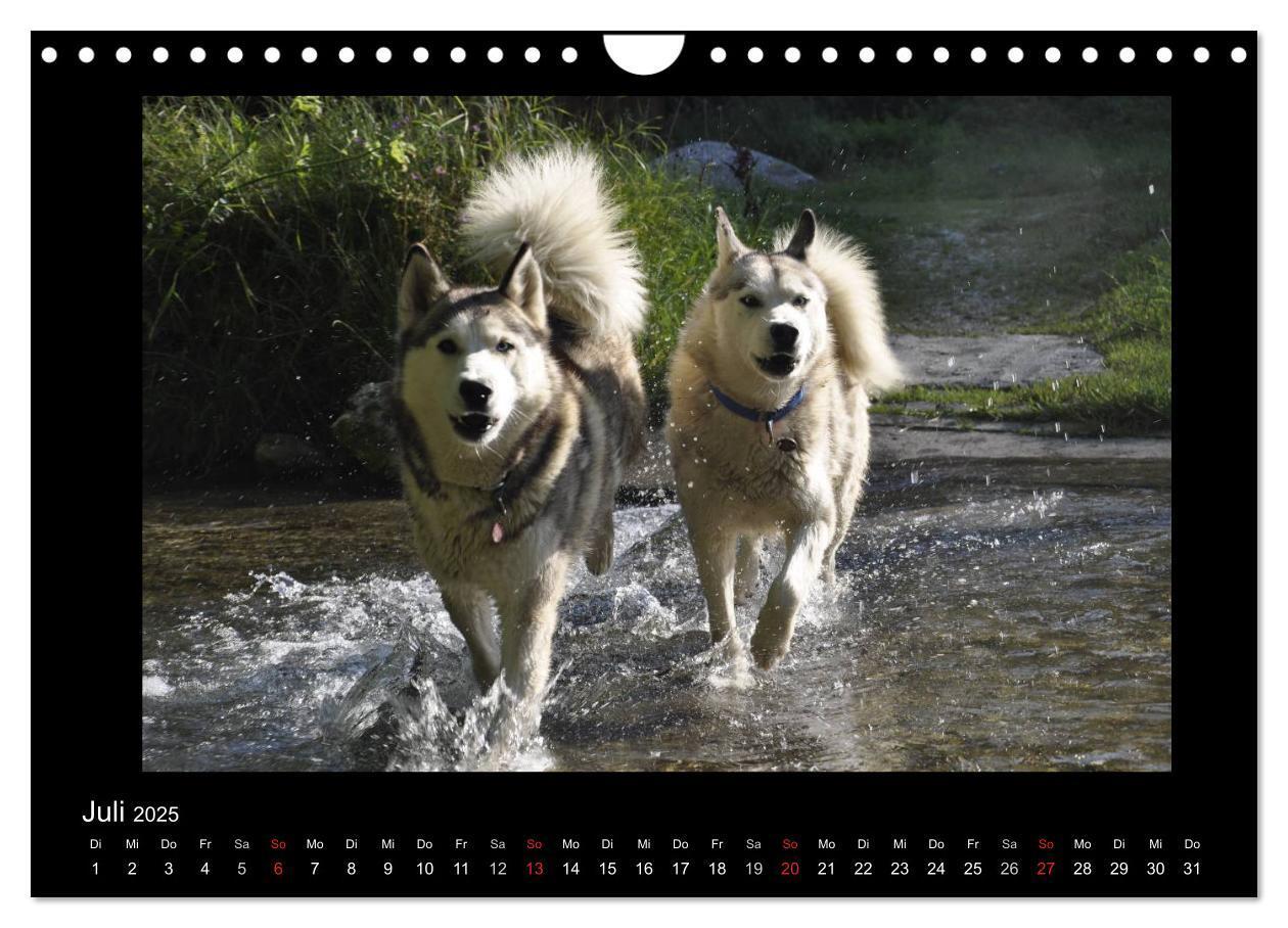 Bild: 9783435837649 | Husky-Kalender (Wandkalender 2025 DIN A4 quer), CALVENDO...