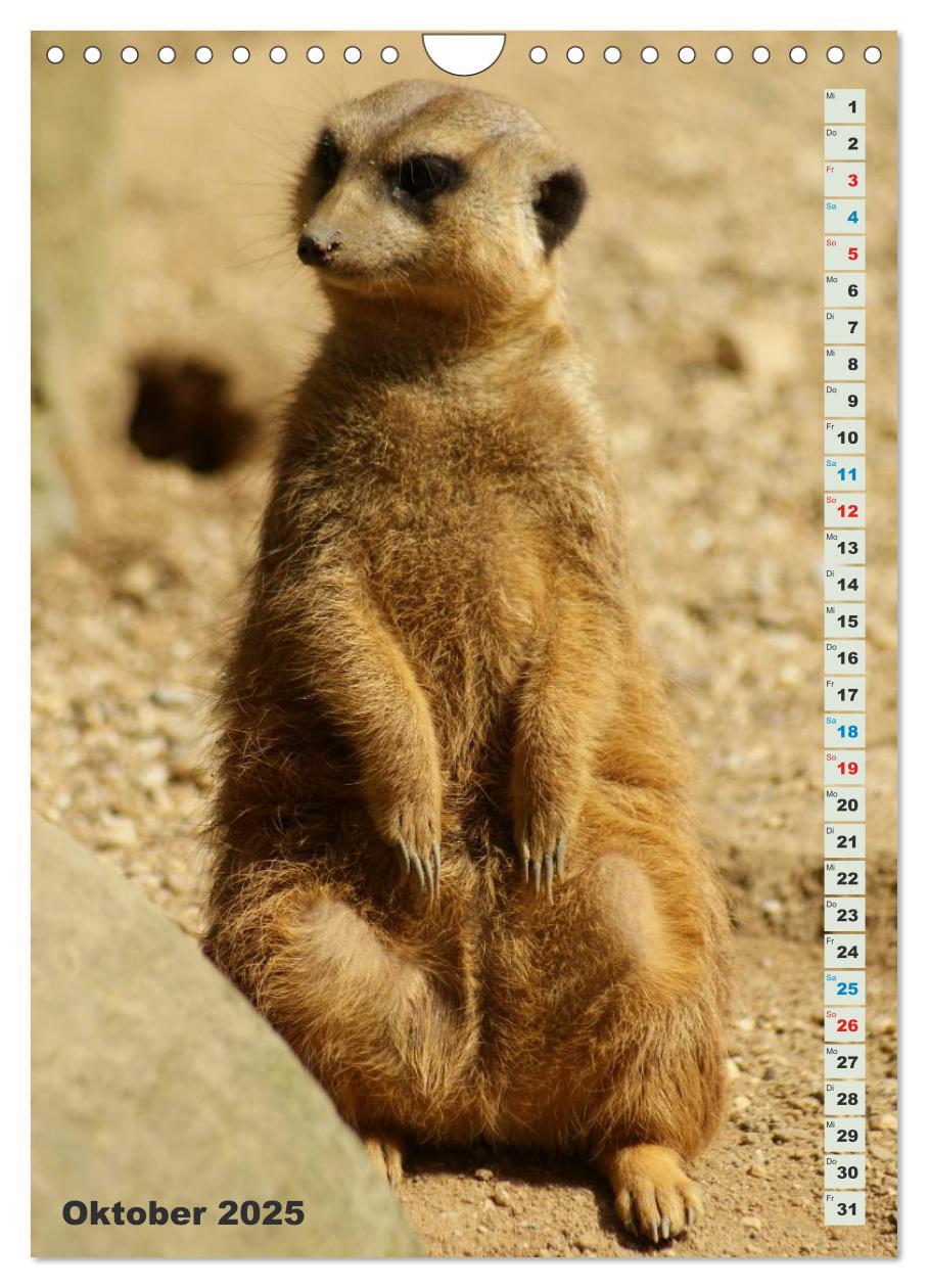 Bild: 9783457090060 | Erdmännchen-Meerkats-Surikate (Wandkalender 2025 DIN A4 hoch),...