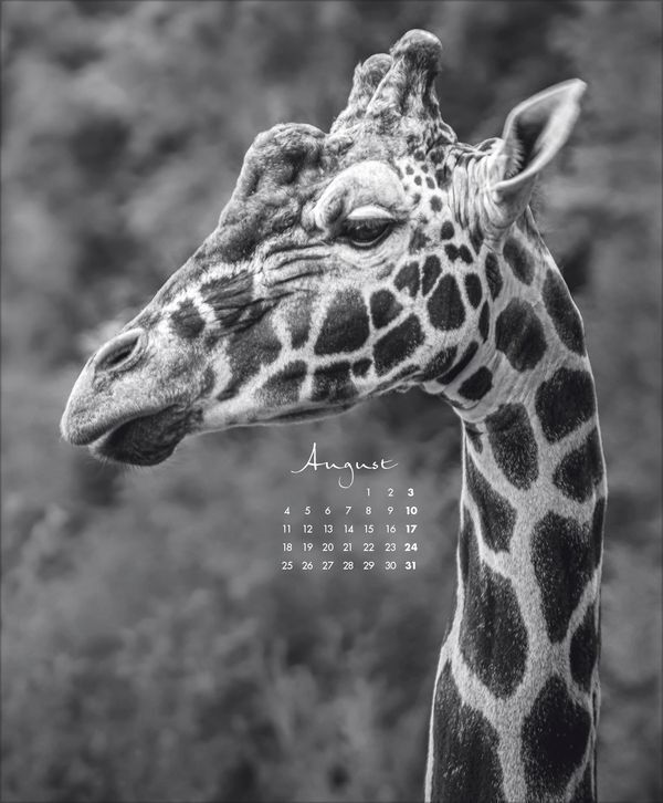 Bild: 9783731880011 | WildLife 2025 | Korsch Verlag | Kalender | Spiralbindung | 14 S.