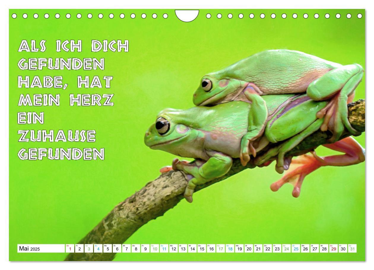 Bild: 9783383916595 | Frosch quakt Sprüche (Wandkalender 2025 DIN A4 quer), CALVENDO...