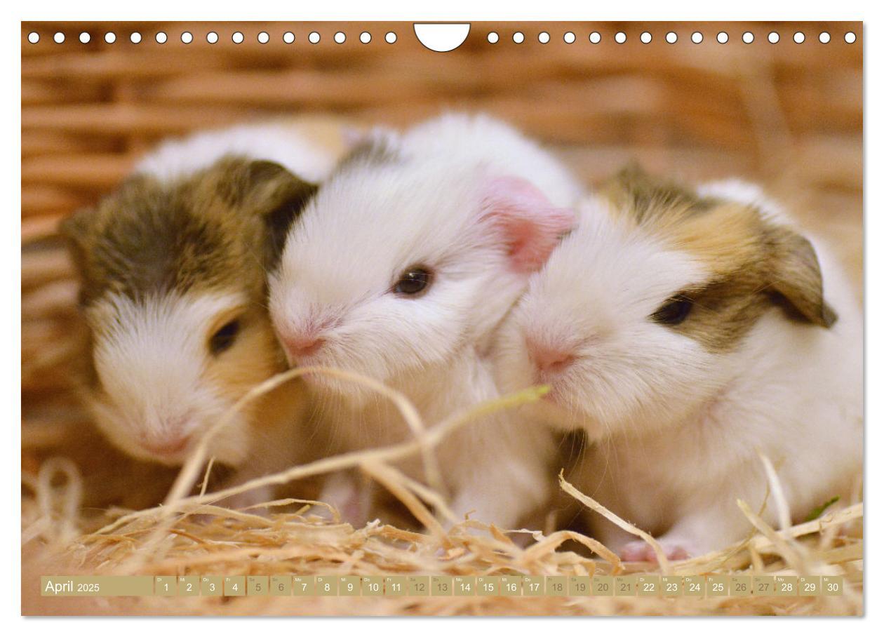 Bild: 9783435079667 | BABY Meerschweinchen Traumhaft süß (Wandkalender 2025 DIN A4 quer),...