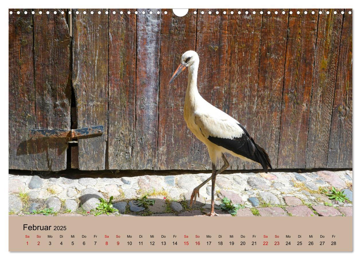 Bild: 9783435019779 | Der Storchenkalender (Wandkalender 2025 DIN A3 quer), CALVENDO...