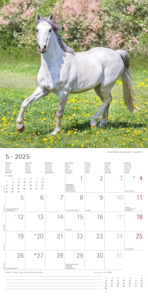 Bild: 4251732340704 | Alpha Edition - Pferde 2025 Broschürenkalender, 30x30cm,...