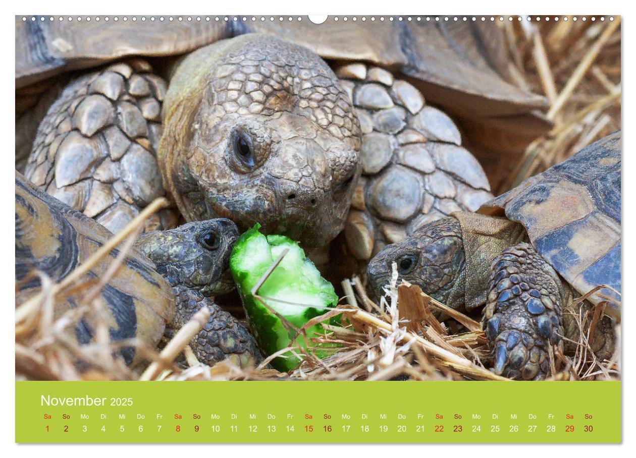 Bild: 9783435315055 | Meine Schildkröten (Wandkalender 2025 DIN A2 quer), CALVENDO...