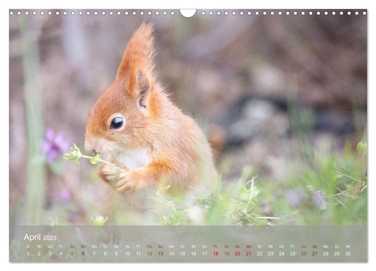 Bild: 9783457177518 | Bezaubernde Eichhörnchen (Wandkalender 2025 DIN A3 quer), CALVENDO...