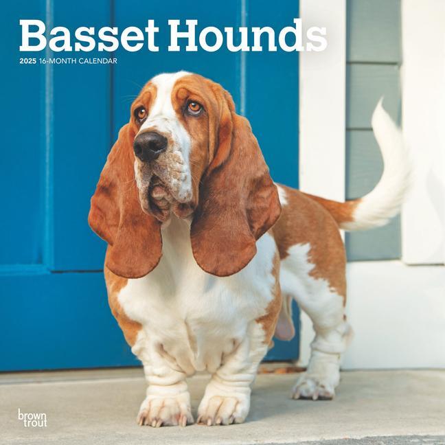 Cover: 9781975476595 | Basset Hounds 2025 12 X 24 Inch Monthly Square Wall Calendar...