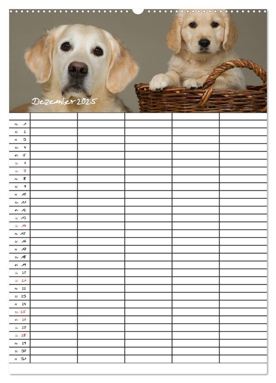 Bild: 9783457087718 | Familienplaner: Golden Retriever Welpen (Wandkalender 2025 DIN A2...