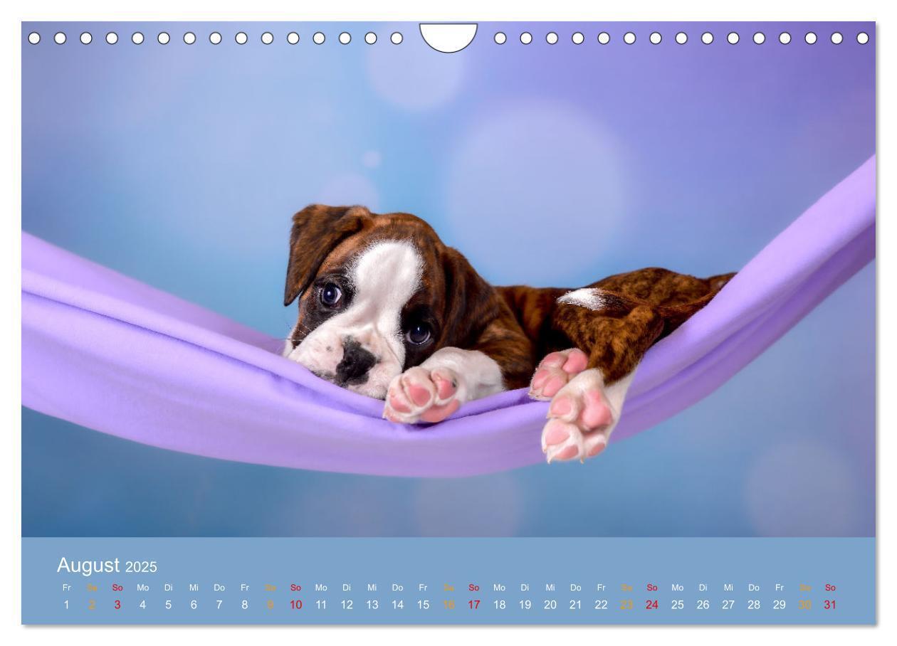 Bild: 9783457226100 | Boxer Welpen einfach zuckersüß (Wandkalender 2025 DIN A4 quer),...