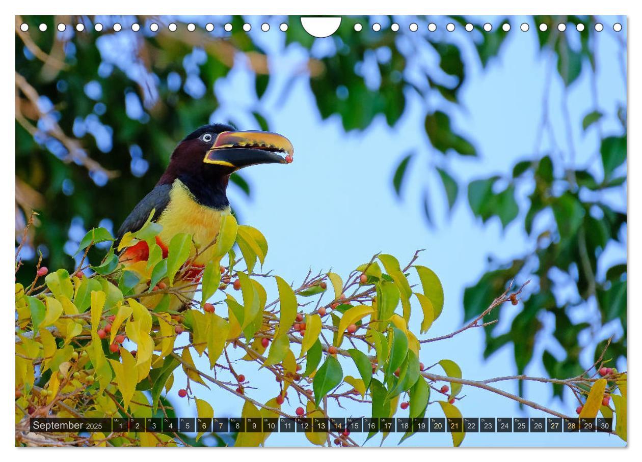 Bild: 9783435123346 | Tiere im Pantanal - viaje.ch (Wandkalender 2025 DIN A4 quer),...